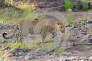 Leopard (Panthera Pardus) in Mashatu Game Reserve