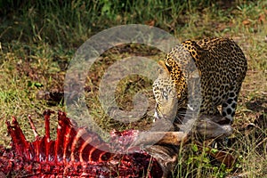 Leopard (Panthera Pardus) in Mashatu Game Reserve
