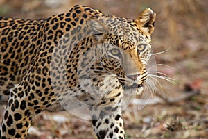 Leopard, Panthera pardus, Panna National Park, Madhya Pradesh, India