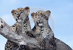 LEOPARD panthera pardus, PORTRAIT OF CUB STANDING ON BRANCH