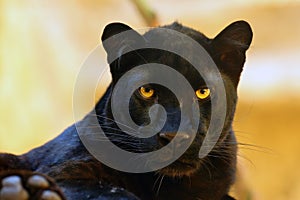 The leopard Panthera pardus portrait. Melanistic leopards are also called black panthers