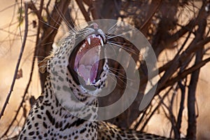 The leopard Panthera pardus, portrait at sunset. Leopard yawns in a yellow dry bush in a South African savannah