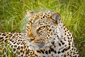 Leopard  Panthera pardus relaxing in the grass, Queen Elizabeth National Park, Uganda.