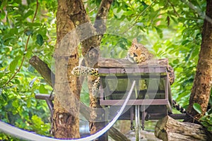 Leopard (Panthera pardus) is relaxing on the scaffold ambush on
