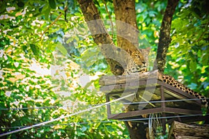 Leopard (Panthera pardus) is relaxing on the scaffold ambush on