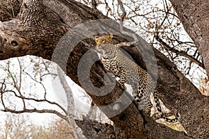 Leopard in a tree in Mashatu Game Reserve