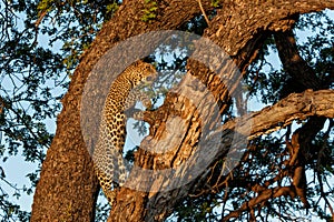 Leopard in a tree in Mashatu Game Reserve