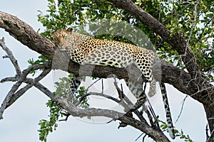 Leopard in a tree in Mashatu Game Reserve