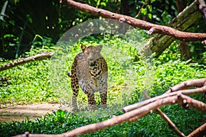 Leopard (Panthera pardus) is running on the green grass in the g