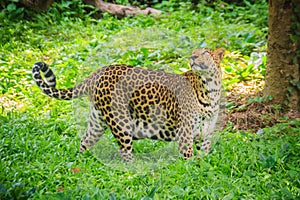 Leopard (Panthera pardus) is running on the green grass in the g