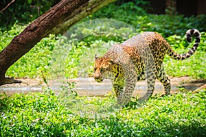 Leopard (Panthera pardus) is running on the green grass in the g