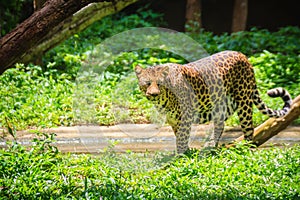 Leopard (Panthera pardus) is running on the green grass in the g