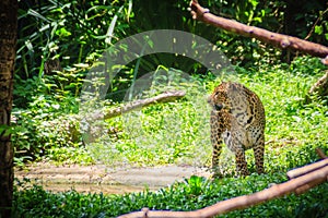 Leopard (Panthera pardus) is running on the green grass in the g