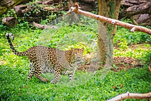 Leopard (Panthera pardus) is running on the green grass in the g