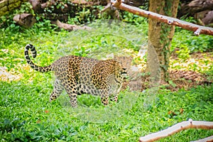 Leopard (Panthera pardus) is running on the green grass in the g
