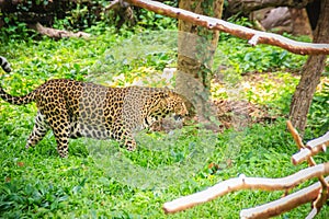 Leopard (Panthera pardus) is running on the green grass in the g