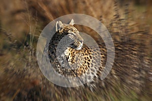 Leopard (Panthera pardus) - Savuti -Botswana