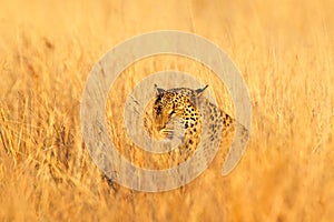 Leopard, Panthera pardus shortidgei, hidden head portrait in the nice orange grass,