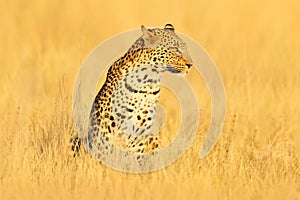 Leopard, Panthera pardus shortidgei, hidden portrait in the nice yellow grass. Big wild cat in the nature habitat, Hwange NP, Zimb