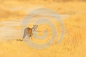 Leopard, Panthera pardus shortidgei, hidden portrait in the nice yellow grass. Big wild cat in the nature habitat, Hwange NP, Zimb photo