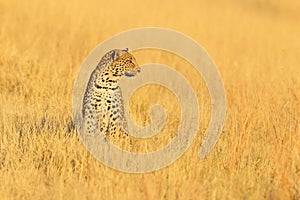 Leopard, Panthera pardus shortidgei, hidden portrait in the nice yellow grass. Big wild cat in the nature habitat, Hwange NP, photo