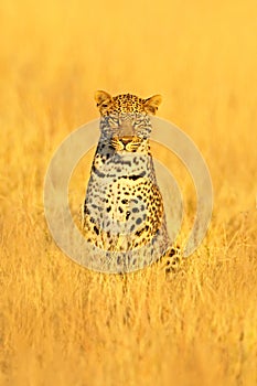 Leopard, Panthera pardus shortidgei, hidden portrait in the nice yellow grass. Big wild cat in the nature habitat: Sunny day in th