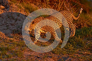 Leopard, Panthera pardus shortidgei, nature habitat, big wild cat in the nature habitat, sunny day on the savannah, Khwai River,