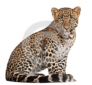 Leopard, Panthera pardus, sitting photo