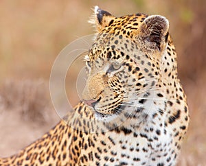 Leopard (Panthera pardus) sitting in savannah