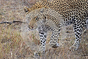 Leopard (Panthera pardus) stalking.