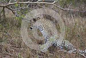 Leopard, Panthera pardus, stalking through the dense african bush