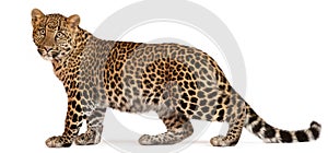 Leopard, Panthera pardus, standing