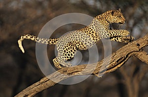 Leopard (Panthera Pardus) standing on branch photo