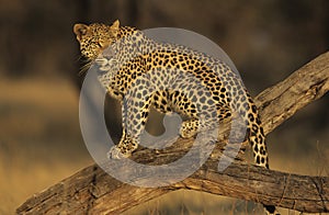 Leopard (Panthera Pardus) standing on branch