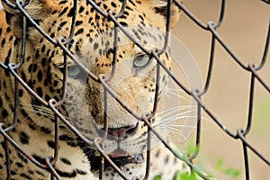 leopard & x28;Panthera Pardus& x29; staring eyes cage portrait