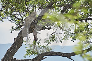 Leopard, Panthera pardus, on a tree with its prey