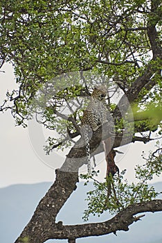Leopard, Panthera pardus, on a tree with its prey