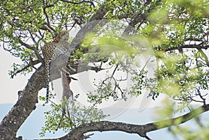 Leopard, Panthera pardus, on a tree with its prey