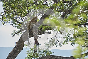 Leopard, Panthera pardus, on a tree with its prey