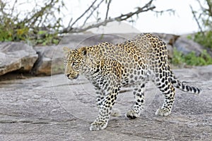 Leopard (Panthera pardus) walking on a rock