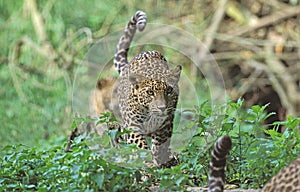 LEOPARD panthera pardus, YOUNG WALKING ON GRASS