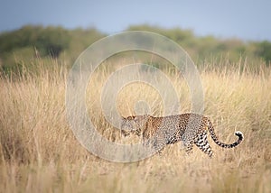 A leopard patiently waiting for the wildebeest to cross the Nile river during the migration