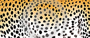 Leopard pattern texture design, vector illustration background animal spot