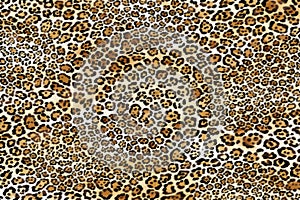 Leopard Pattern. Leopard img