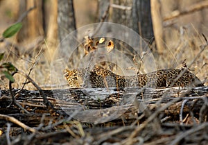 Leopard in Pench National Park