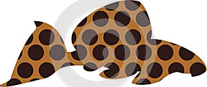 Leopard pleco - aquarium fish