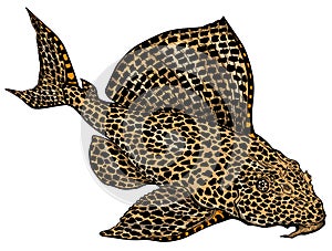 Leopard Plecostomus. Freshwater catfish