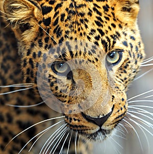 Leopard portrait