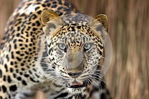 Leopard portrait