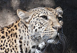 Leopard Portrait